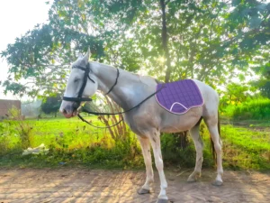 A Horse Wearing Purple Saddle Pad 