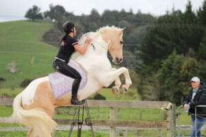 Jumping Horse With Pink Stylish Saddle Pad