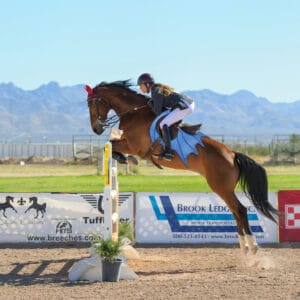 Horse jumping saddle pads with dragon wings 