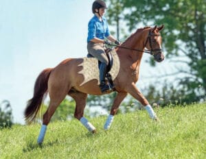 off-white dragon saddle pad on horse and a lady rider