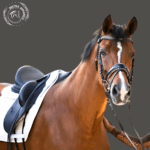 noseband leather bridle