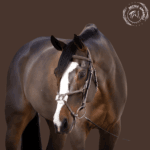 brown leather bridle