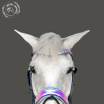 dappled horse wearing bridle