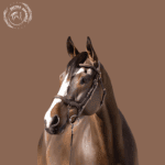 black leather horse bridle