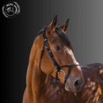 brown leather horse bridle