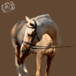 leather horse bridle