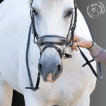 leather horse bridle