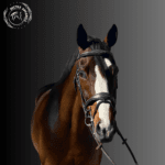 elegantly horse bridle