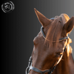 handcrafting horse bridle