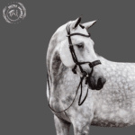 Prestige EquiFit Bridle