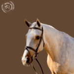 stylish brown horse bridle