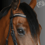 premium horse bridle