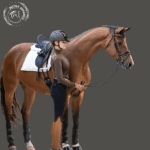 premium leather horse bridle