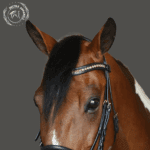 sorrel horse stylish bridle