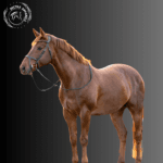 stylish horse bridle