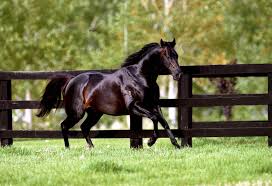 Thoroughbred Thoroughbred