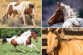 Top Horse Breeds for Beginners Top Horse Breeds for Beginners